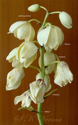  Flowering branch